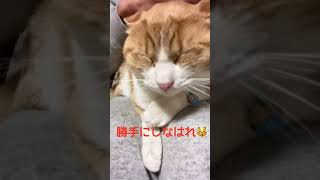 眠い猫にイタズラ！Japanese cat Tora-chan!  cat's live in the countryside of Japan！