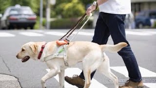 豹変した盲導犬