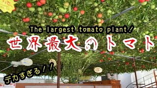 世界一大きなトマトの木を見てきました^ - ^ 特殊な水耕栽培　The largest tomato plant