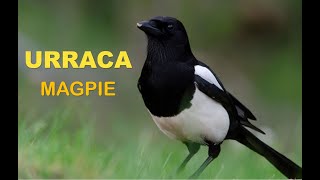 URRACA | MAGPIE | Pica pica