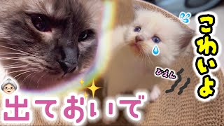 ❄️小ちゃな3つ子の赤ちゃん猫達に爪研ぎベッドをプレゼントしたら悲劇になりました… 【ママはラグドール✨パパはそり耳オオヤマネコ💪】 #猫 #ラグドール #子猫