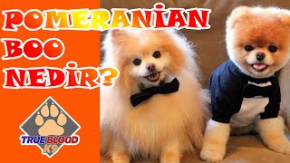 DÜNYANIN EN SEVİMLİ KÖPEĞİ - POMERANİAN - POMERİAN BOO ÖZELLİKLERİ