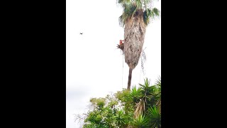 How to remove palm tree that has excessive dry palm fronds