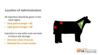 Beef Skillathon Study Series: Injections