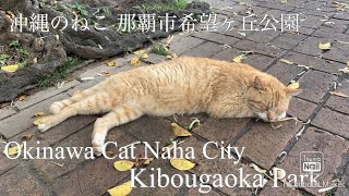 『沖縄のねこ』那覇市希望ヶ丘公園 『Okinawa Cat』Naha City Kibougaoka Park