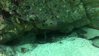 Common European lobster (Humarus gammarus) off Anglesey. HD