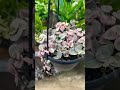 variegated string of hearts at home depot in davie florida. shorts shortvideo houseplants