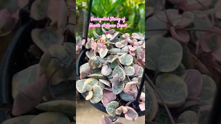 Variegated String of Hearts at Home Depot in Davie, Florida. #shorts #shortvideo #houseplants