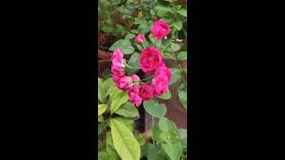 Beautiful Flower | Pink Flower | Balli Ayurgrama | Uppinangady |DAKSHINA KANNADA