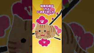 【2chほっこり】我が家に子猫がやってきた →名前は・・・ #Shorts #2ch