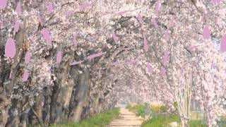 桜の花びら