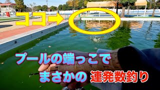 【加須はなさき水上公園】この日はグリーン系統カラーのスプーンがハマって連発しました／エリアトラウト（プールトラウト）