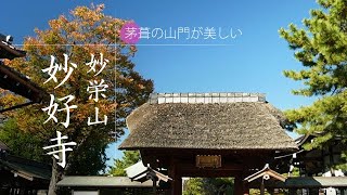 秋の妙好寺（御会式当日撮影）　～茅葺山門が目印の静かなお寺　ZV-E10～