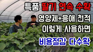 고품질 설향 딸기 수확, 영양제와 응애 천적을 이렇게 사용하면 됩니다