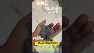 一定要养一只小鸡🦜，她可以治愈你所有的不开心。今日份小牡丹超强节奏干饭，循环播放了几百次！ #家里有萌宠 #紫罗兰牡丹鹦鹉 #福宝和姜爷爷