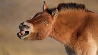 Fight for Harem | Przewalski's Horse | Mongolia