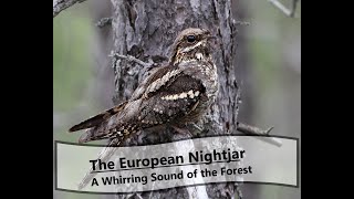 The European Nightjar (Caprimulgus europaeus) - A Mysterious Forest Song