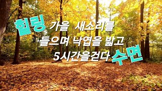 가을 새소리를 들으며 낙엽을 밟고 5시간을 걷다 / 힐링/수면/명상/