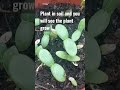 how to grow cucumber at home best and fast method