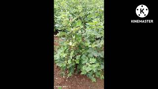 Cotton hybrid Navaneeth -929 60days crop 8639889491