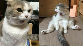 Funny Moments of Cats | Funny  Compilation - Fails Of The Week #21
