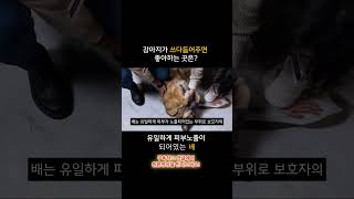 보호자가 쓰다듬어주면 강아지가 좋아하는 이유와 만지면 좋아하는 곳