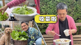 收菜了 放到猪骨汤里烫 吃掉一簸箕 阿婆记录生菜成长过程【Garden Time 田园生活分享】2023 6