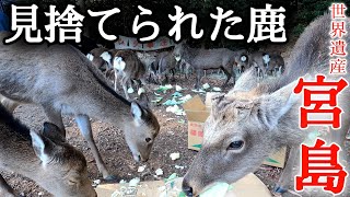 飢える宮島の鹿300頭の実情