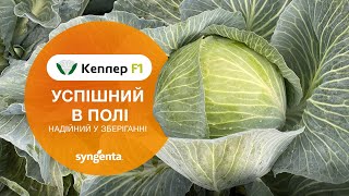 Капуста 🥬  Кеплер - успішний в полі, надійний в зберіганні