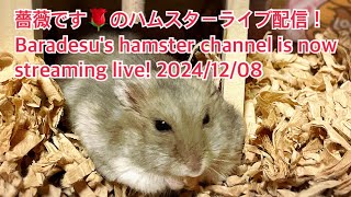 薔薇です🌹のハムスターライブ配信！Baradesu's hamster channel is now streaming live! #薔薇です🌹 #baradesu 2024/12/08