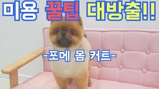 미용 꿀팁 대방출!!-포메 몸 커트-/애견미용/dog grooming/포메 미용/Pomeranian grooming