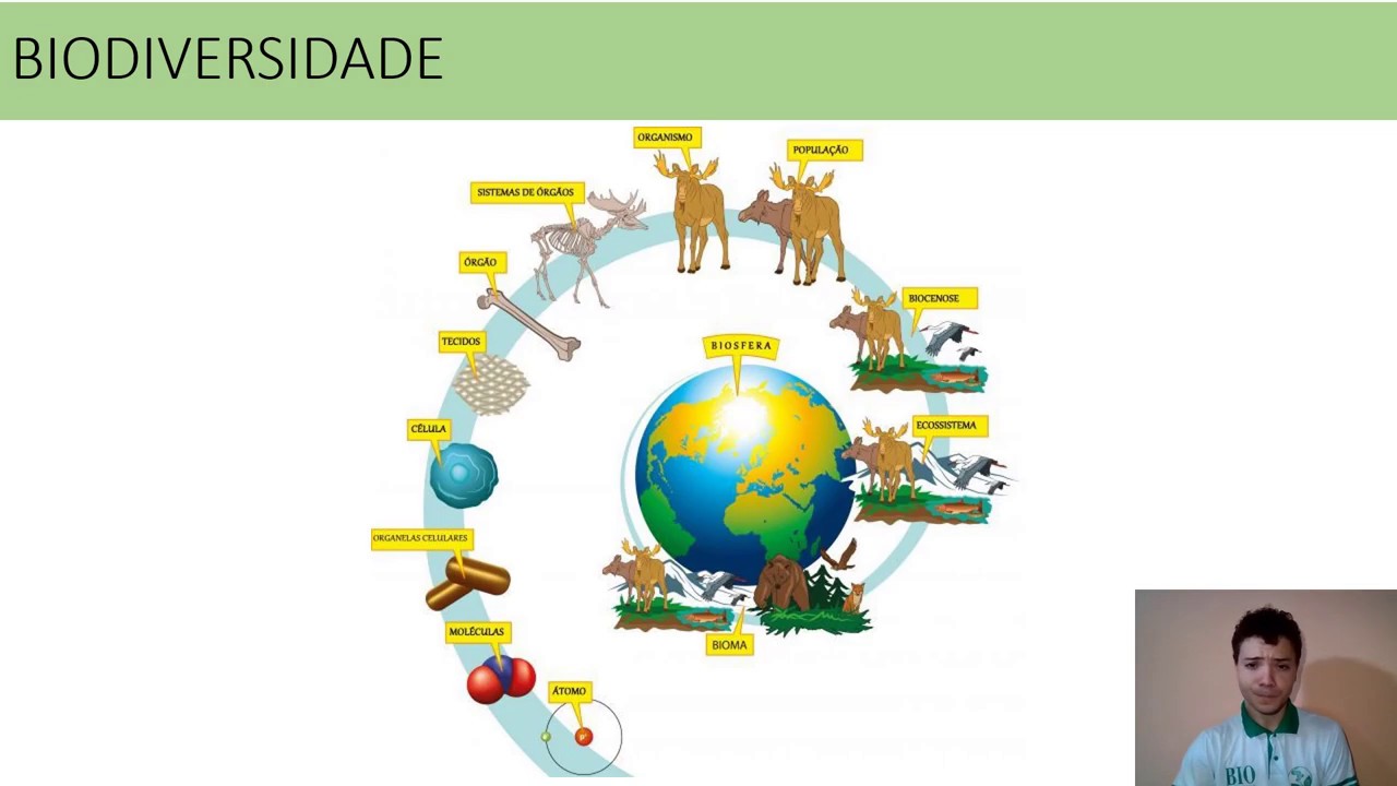 BIODIVERSIDADE- Aula 01 - YouTube