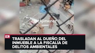 Rescatan en la GAM a más de 20 perros en mal estado