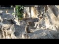 上野動物園のサル山 monkey in the ueno zoo