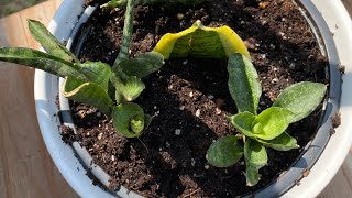 Dorothy’s Journey! #dwarfs #snakeplant #snakeplantpropagation