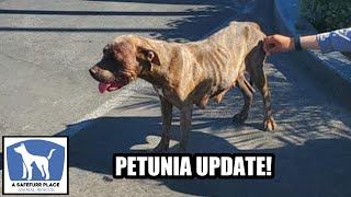 PETUNIA: Neglected Pit Bull Finds Forever Home!