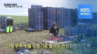 [코로나19 국제뉴스] 인력 부족에 딸기 농가로 돌아온 핀란드 현지 인력 / KBS뉴스(News)