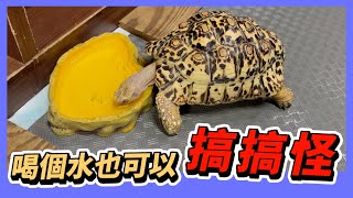 【豹龜】東非肯亞豹紋陸龜日常生活490~喝個水也可以搞搞怪~