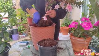 Azaleas y Gardenias transplante con suelo PH acido, ASI no moriran