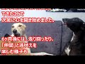 虐待を受けて壁しか見れなくなった犬。救ってくれたのは「仲間」だった…【感動動物チャンネル】