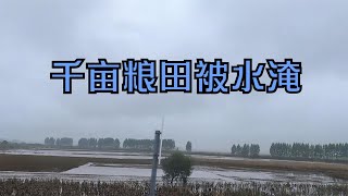 东北农村大面积稻田被水淹，不禁心一酸，靠天吃饭的农民真不易