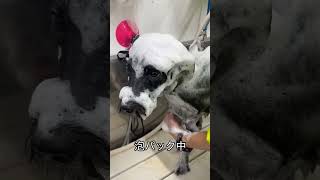 Before＆After  Part16 #dog #トリミング #dogsofyoutube＃shorts＃トリマー＃泡パック