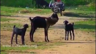 একটি বানরের দুষ্টুমি।।।।