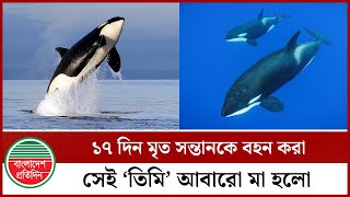 ১৭ দিন  মৃ ত সন্তানকে বহন করা সেই ‘তিমি’ আবারো মা হলো | Whale | Ocean Life