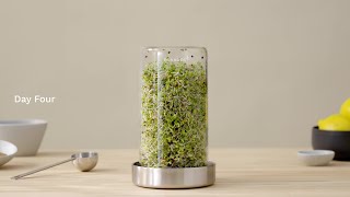 Forages Sprout Jar Kit