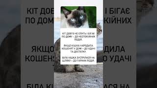 Котячі прикмети: що означає їхня поведінка?#україна #народніприкмети #прикмети #забобони #котики2023