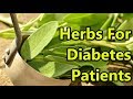 10 Herbal Terbaik Untuk Penderita Diabetes