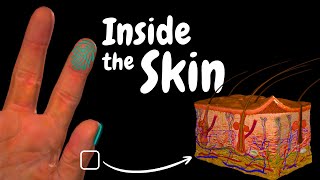 Integumentary System | How the Skin Works (Layers, Hair, Glands & Functions)