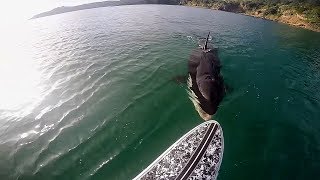 TOP TEN Killer Whale (Orca) Encounters Caught On Tape