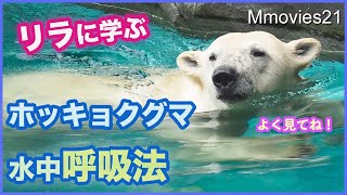 鼻に水が入らないホッキョクグマの水中呼吸法【リラ】の休み場所の理由【ララ】の流し給餌 Polar Bear breathing exercises